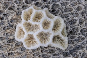 Grains of sand dot the pockets of washed up coral along the shore of Lighthouse Caye off the coast of Belize.